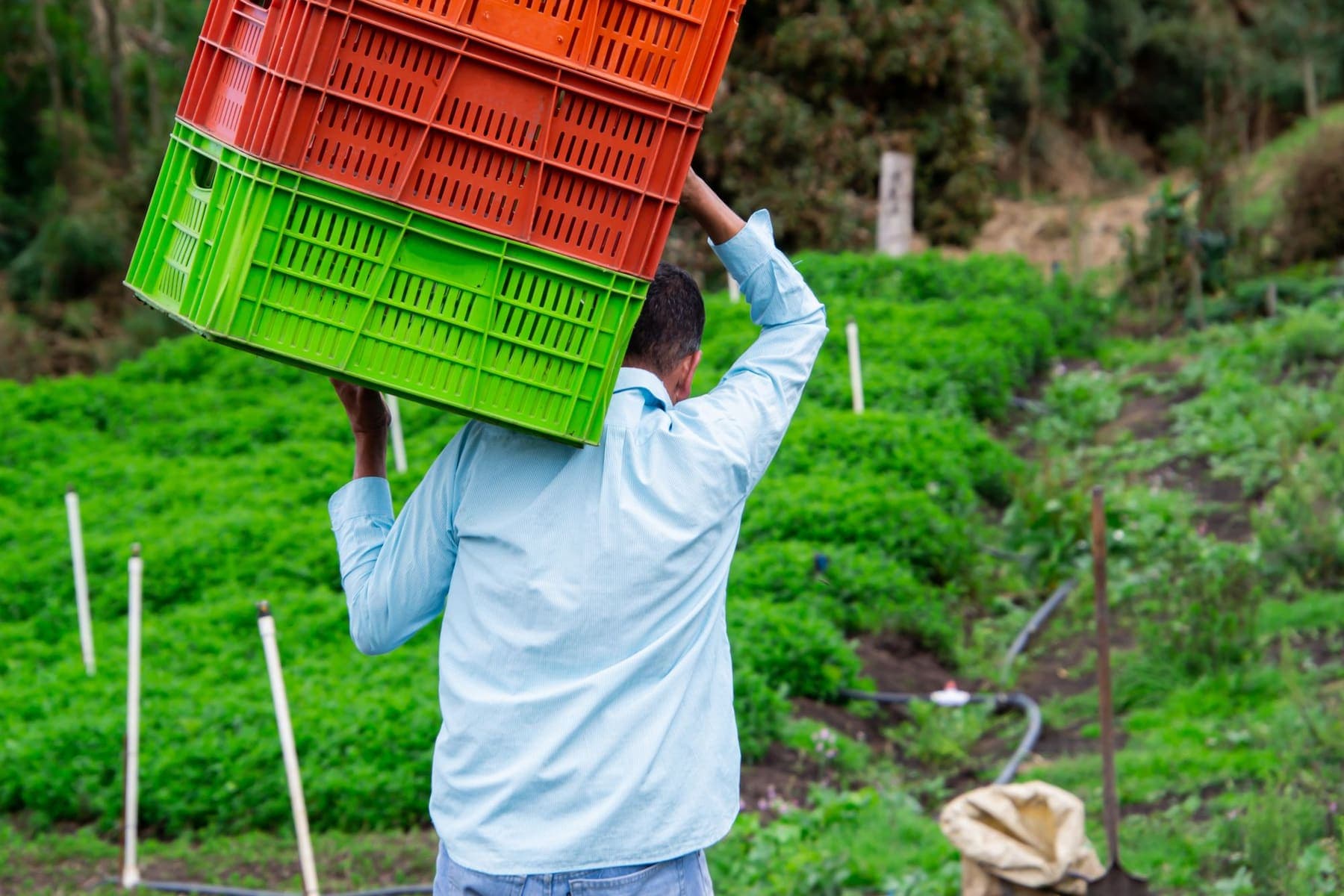 Produtor carregando caixas de colheita por um campo verde